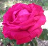 Rosa_06-2004_0008