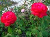 Rosa_06-2007_2416