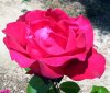 Rosa_06-2008_3356