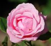 Rosa_06-2013_0963