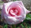 Rosa_10-2007_2866