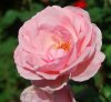 Rosa_10-2016_2062