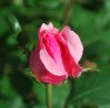 Rosa_10-2016_2063