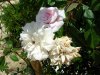 Rosa_06-2008_3361