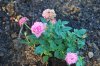 Rosa_10-2016_1977