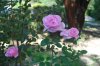 Rosa_10-2016_2084