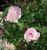 Rosa_11-2008_3707