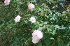 Rosa_11-2017_3131