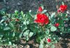 Rosa_05-2017_2449