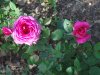 Rosa_05-2017_2450