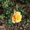 Rosa_05-2017_2451