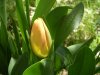 Tulipa_04-2004_1871