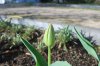 Tulipa_03-2018_3210