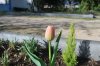 Tulipa_03-2018_3211