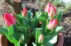 Tulipa_03-2018_3212