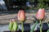 Tulipa_03-2018_3213