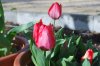 Tulipa_03-2018_3214