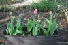 Tulipa_03-2018_3220