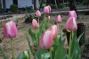 Tulipa_03-2018_3295