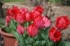 Tulipa_03-2018_3296