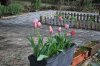 Tulipa_03-2018_3300