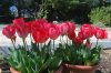 Tulipa_03-2018_3306