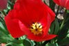 Tulipa_03-2018_3307