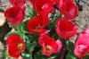 Tulipa_03-2018_3308