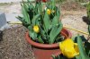 Tulipa_03-2018_3309