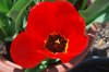 Tulipa_03-2018_3311