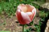 Tulipa_03-2018_3323