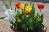 Tulipa_04-2018_3379