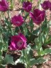 Tulipa_04-2017_i0880