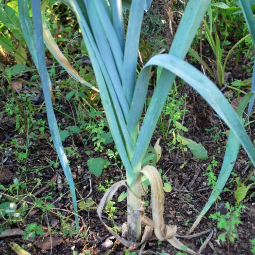 Allium porrum