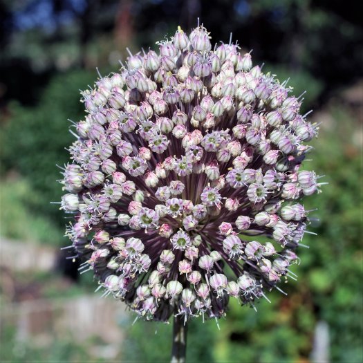 phoca thumb l Allium sativum