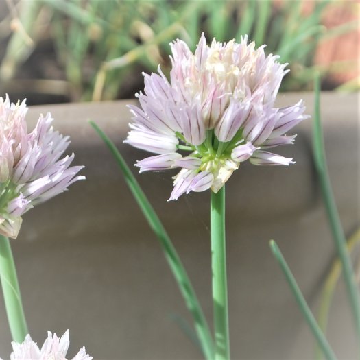 phoca thumb l Allium schoenoprasum