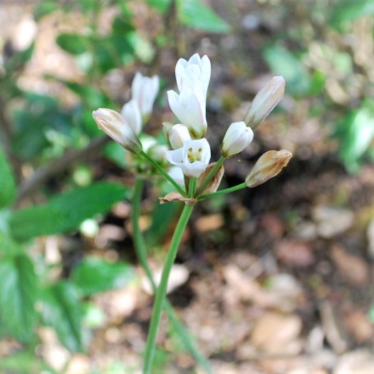 Allium subvillosum 04 2018 3511