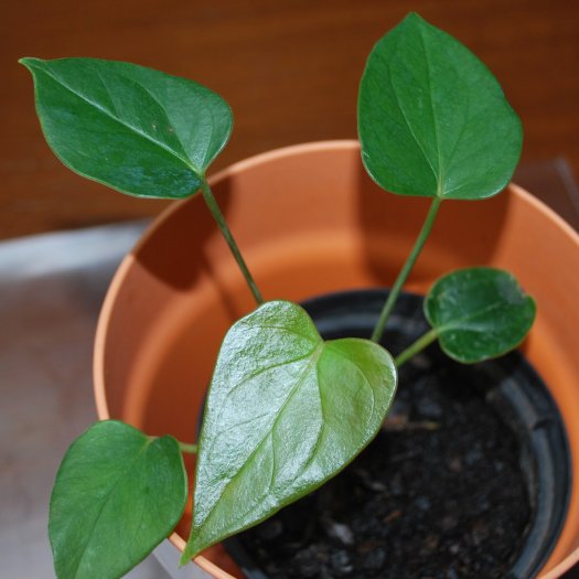 phoca thumb l Anthurium andraeanum 11 2018 1005