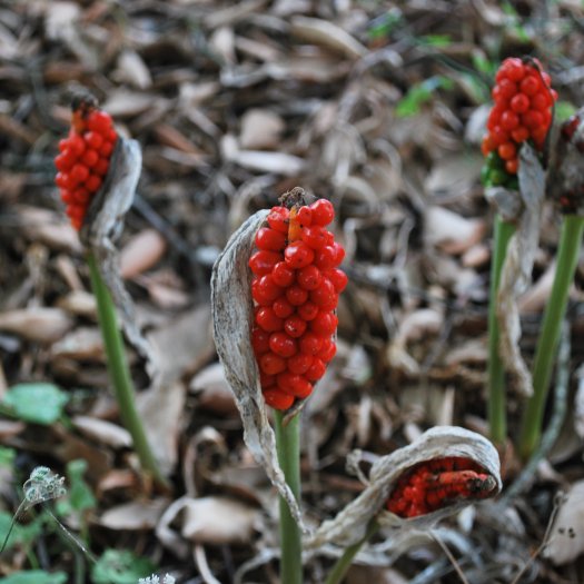 Arum italicum