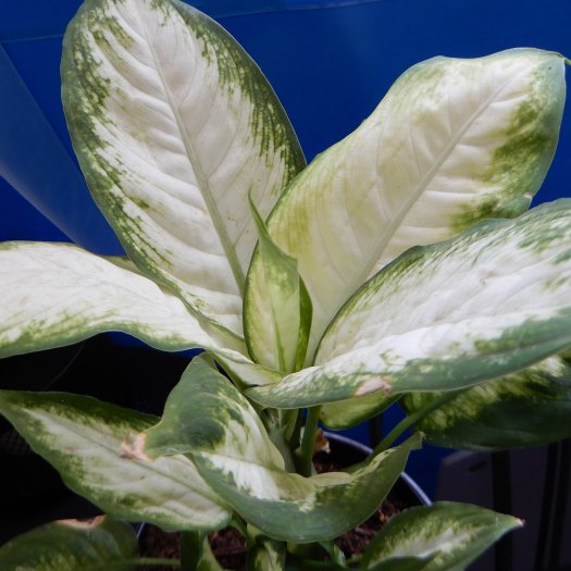 phoca thumb l Dieffenbachia