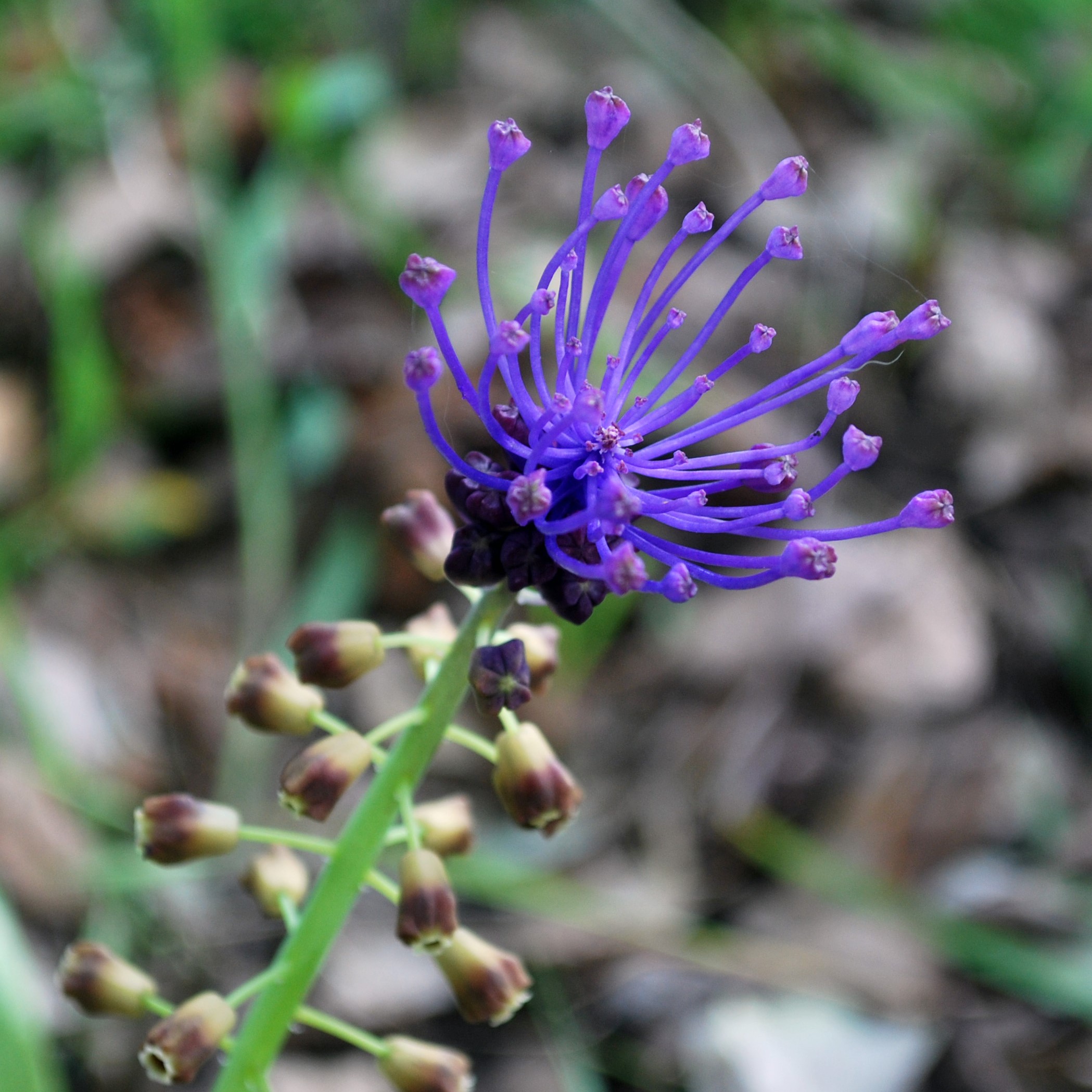 Muscari comosum