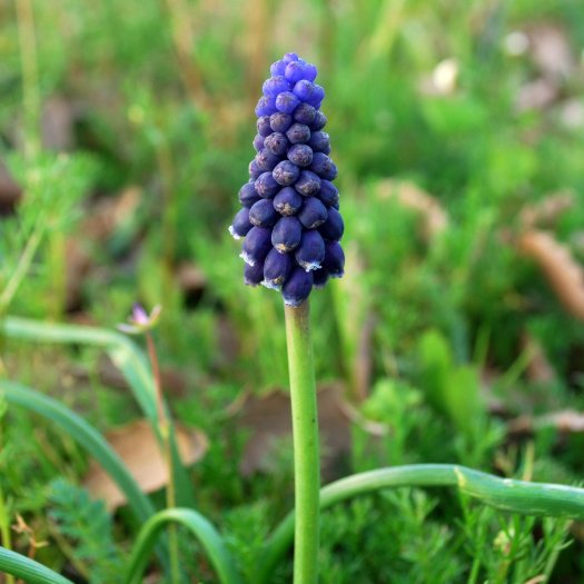 phoca thumb l Muscari neglectum