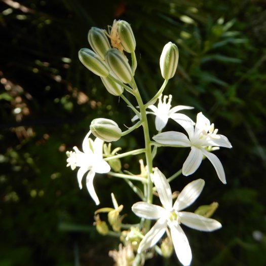 phoca thumb l Ornithogalum narbonense