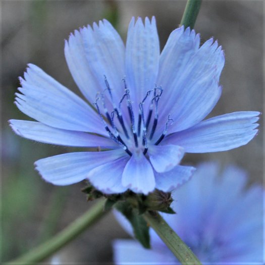 phoca thumb l Cichorium intybus