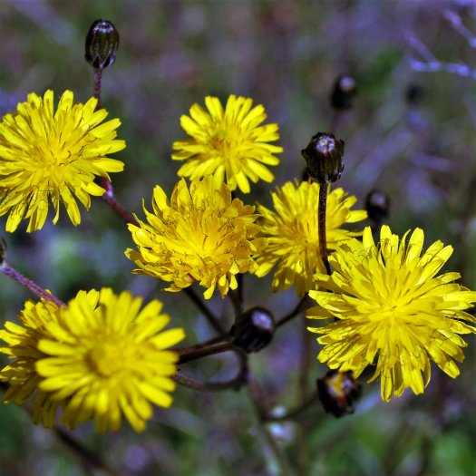 Sonchus oleraceus