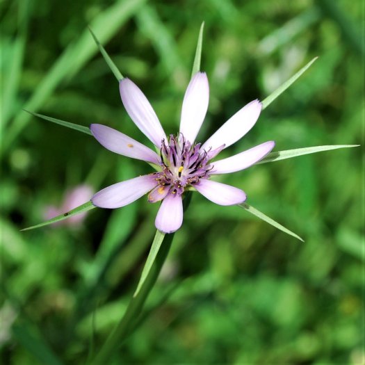 Tragopogon hybridus