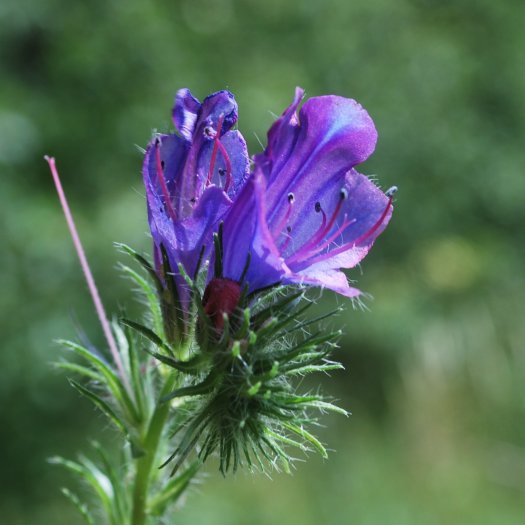 phoca thumb l Echium rosulatum