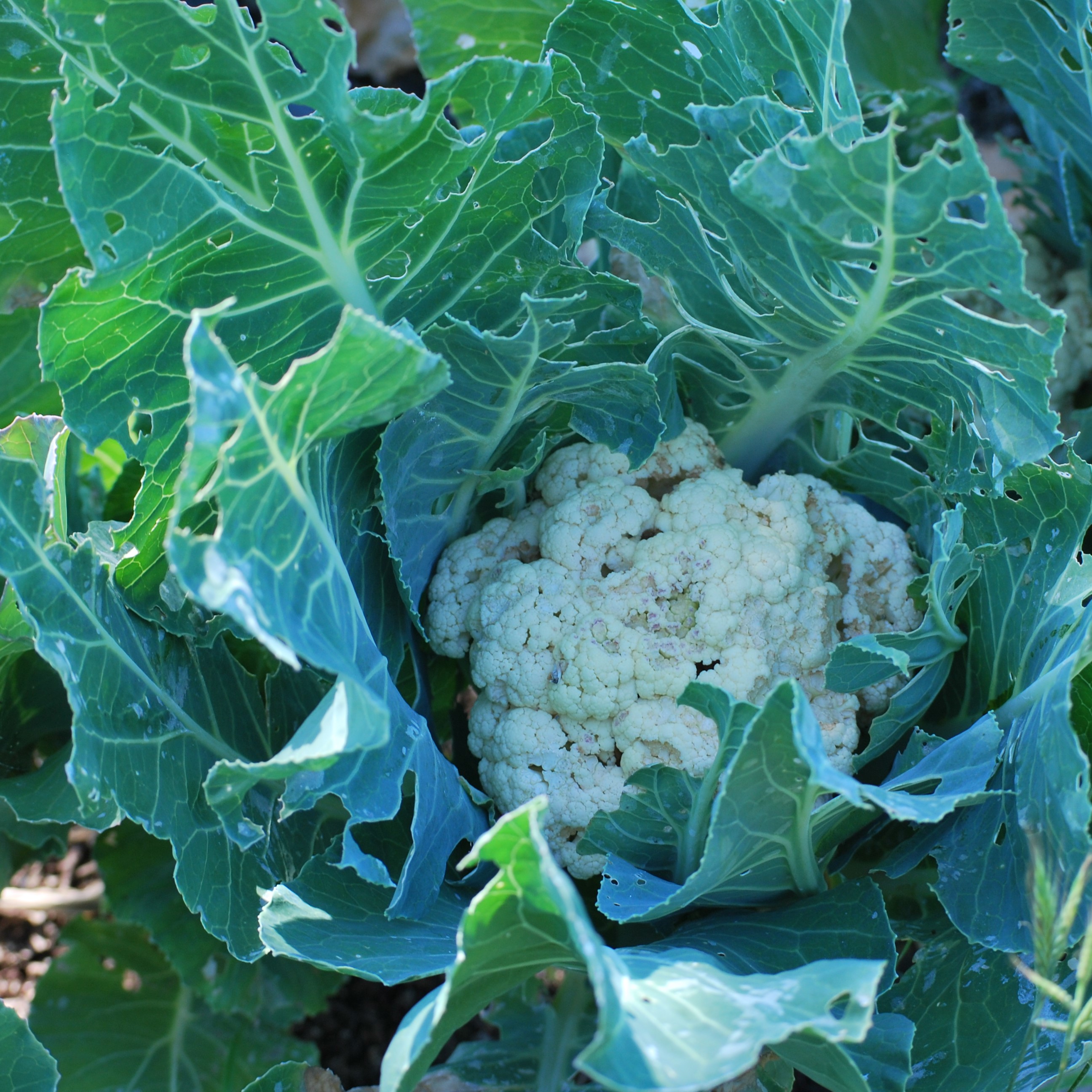 Brassica oleracea botrytris f. cauliflora