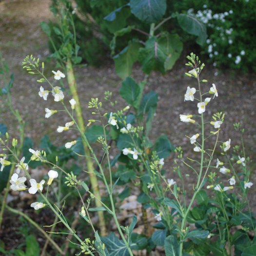 phoca thumb l Brassica oleracea acephala