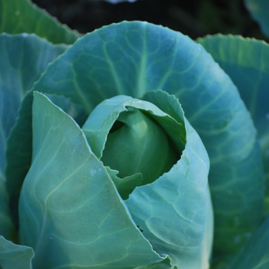 phoca thumb l Brassica oleracea capitata